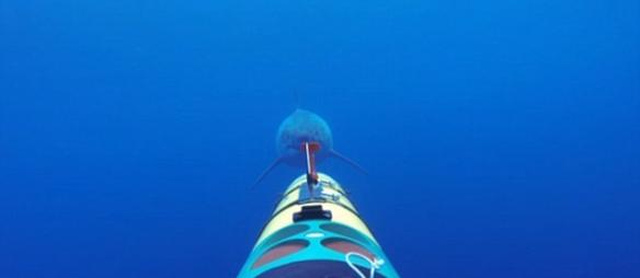 视频显示，这条大白鲨试图吃掉这辆机器人车。