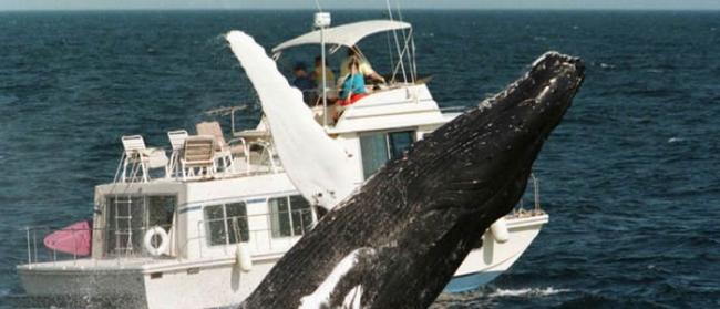 芬兰海岸警卫队帮一头驼背鲸挣脱渔网