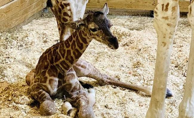长颈鹿出生后数小时已可步行。