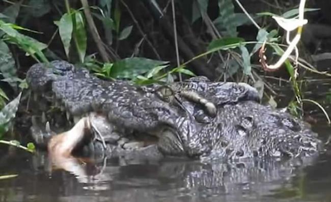 泰国曼谷考艾山国家公园一只鹿疑走得太近河边遭巨鳄拖至河中