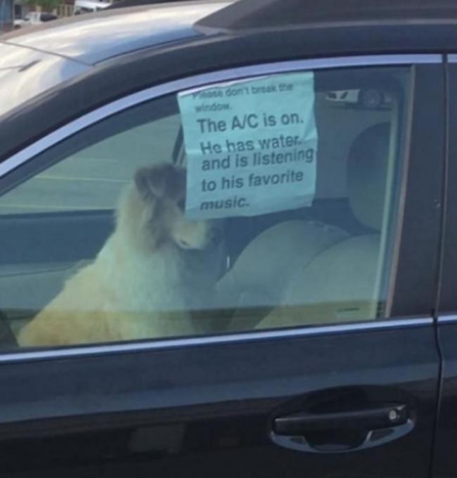 独留狗狗在车内 主人贴告示吁路人别打破车窗