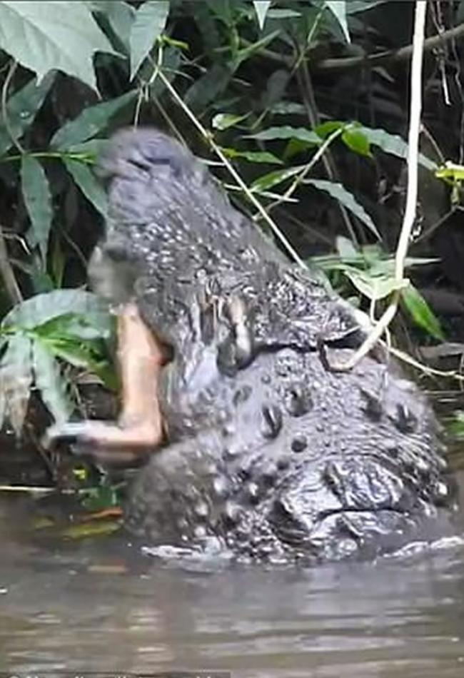 泰国曼谷考艾山国家公园一只鹿疑走得太近河边遭巨鳄拖至河中