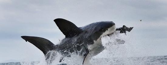 南非大白鲨捕食海豹用力过猛崩掉牙齿