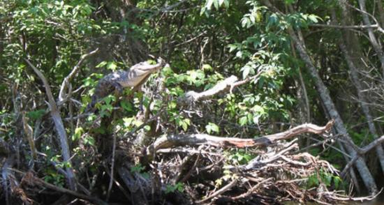 最新研究发现鳄鱼具备爬树能力
