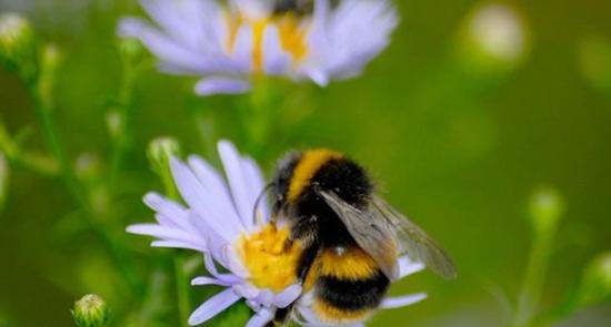 花卉电场信号与花卉的实体属性相一致，用于吸引蜜蜂的到来