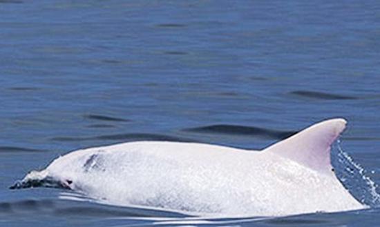 地中海发现一条过往从未被纪录的白化海豚――雄性樽鼻海豚