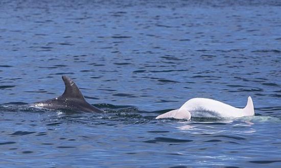 白化海豚被发现时，正与一条普通海豚同游。