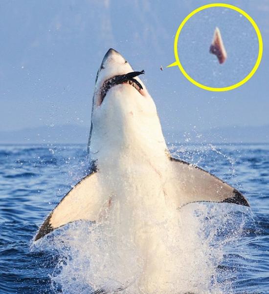 南非大白鲨捕食海豹用力过猛崩掉牙齿