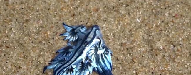 澳大利亚黄金海岸布罗德本特海滩惊现奇特蓝色生物――大西洋海神海蛞蝓