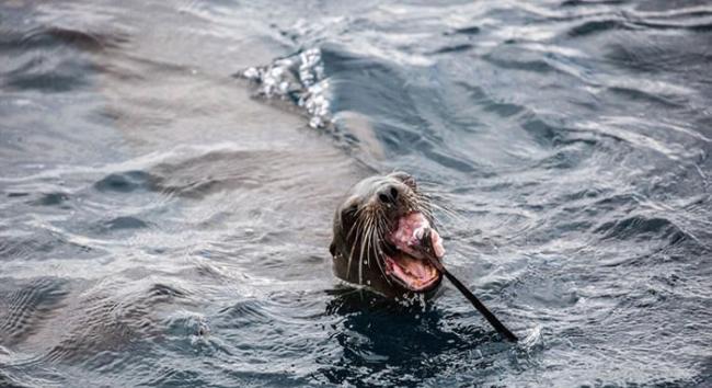 美国加利福尼亚州近海五头海狮围攻分食一条鲨鱼