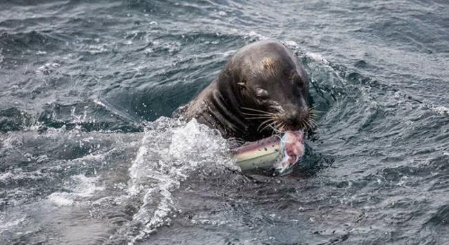 美国加利福尼亚州近海五头海狮围攻分食一条鲨鱼