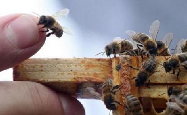 雄性蜜蜂交配及享受高潮后，便会睾丸爆裂而亡。