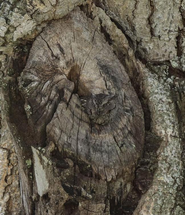 美国摄影师在家乡佛罗里达州拍下的照片：树干里有什么？