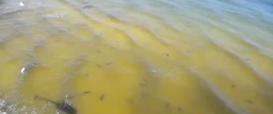阿拉巴马州的橘子滩水域可以看到牛鲨的身影
