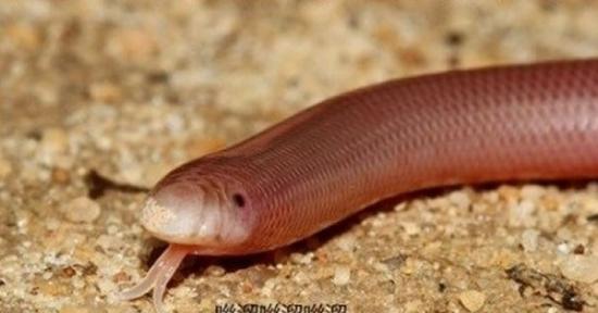 美国网友家中发现一条“蚯蚓” 原来是德州细盲蛇