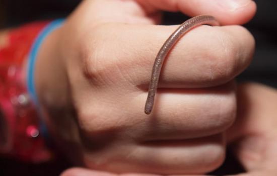 美国网友家中发现一条“蚯蚓” 原来是德州细盲蛇