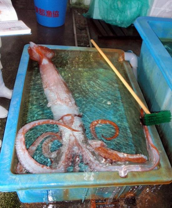 日本渔民在东京湾捕获一条活的“巨型鱿鱼”