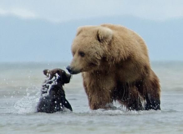 美国阿拉斯加的卡特迈国家公园熊宝宝化身牛仔把妈妈当牛骑
