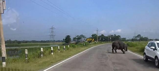 印度犀牛大闹公路
