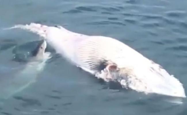 美国科德角观光客近距离直击大白鲨张口咬鲸鱼尸体