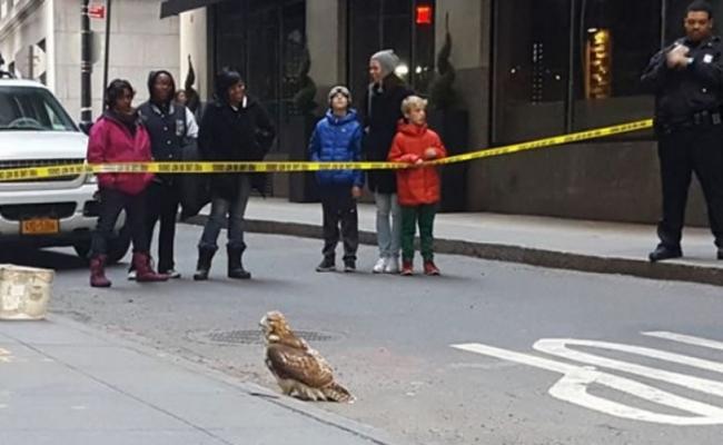 受伤的红尾鹰在路上等待救援。