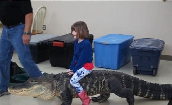 小女孩骑着短吻鳄游玩。