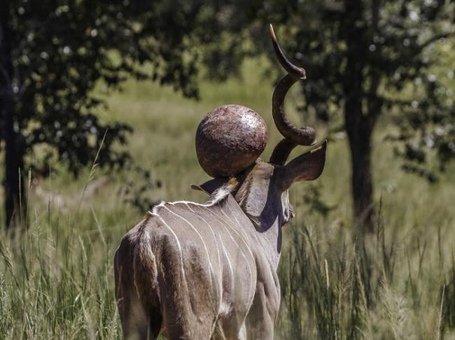 南非一头条纹羚羊角折断长出“角球”