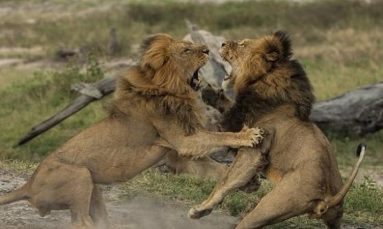 专家指塞西尔（右）生前的地盘已被新狮王杰里科占据。图为它们以前在打斗。
