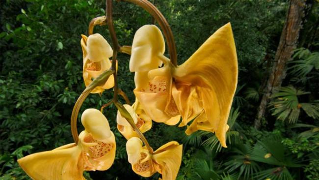 这种在巴拿马的吊桶兰特别又芬芳，散发强烈香气来吸引授粉的蜂类。许多人收集兰花，不仅是因为兰花很美丽，也因为它们的形状、花样与气味很特别。 PHOTOGRAPH