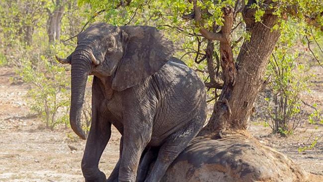 南非克鲁格国家公园聪明大象不忍蚂蚁咬屁股 用大石搔痒