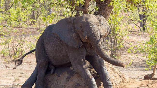 南非克鲁格国家公园聪明大象不忍蚂蚁咬屁股 用大石搔痒