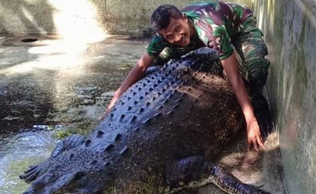 东帝汶发现的巨型鳄鱼。