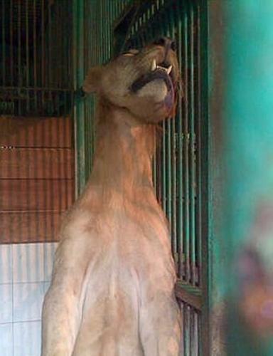 “世界最残忍动物园”狮子“上吊”身亡