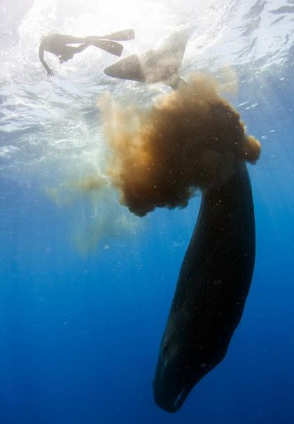加勒比海多米尼克海域抹香鲸对着潜水员发射粪弹