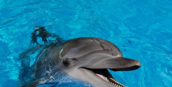 科学家宣称使用特制水中翻译机听到海豚说“马尾藻”