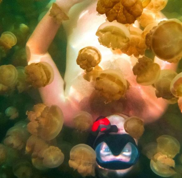 美国加州26岁男子福瑞斯特・加兰特在水下与水母拍照。