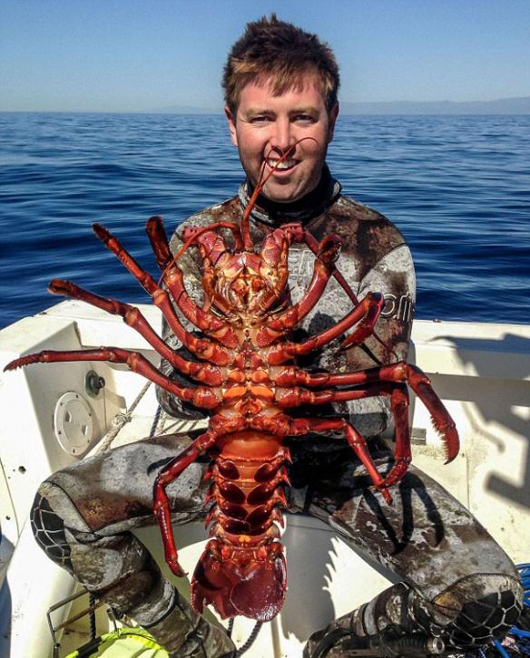 美国加州26岁男子福瑞斯特・加兰特与龙虾拍照