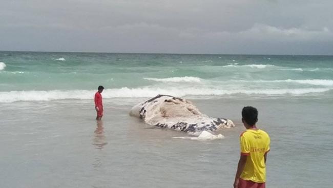 布吉一个海滩有抹香鲸搁浅。