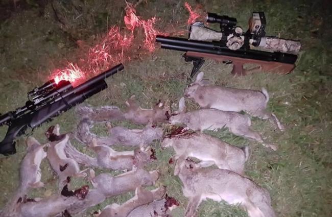 大批灰松鼠和兔子被捕杀。