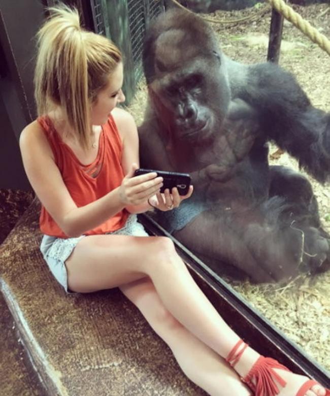 美国路易斯维尔动物园大猩猩隔着玻璃专心看游客手机中的影片