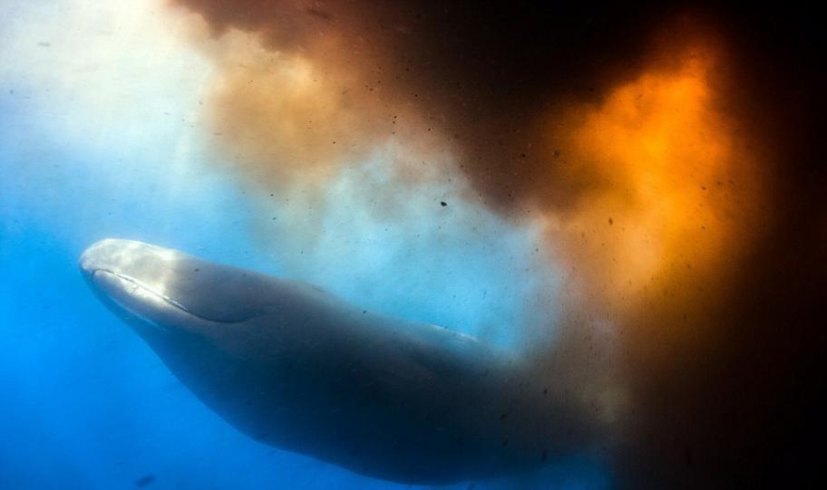 加勒比海多米尼克海域抹香鲸对着潜水员发射粪弹