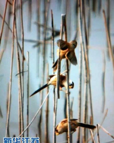 沛县微山湖千岛湿地西部芦苇荡里发现了号称鸟中大熊猫的珍稀鸟类――震旦鸦雀。