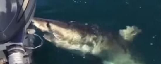新西兰海域好奇大白鲨啃马达20分钟