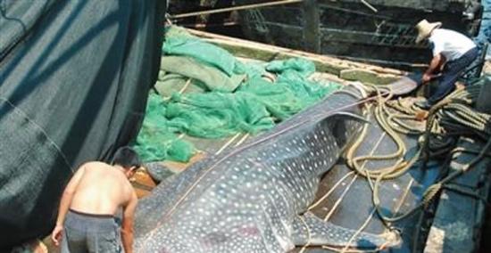 2014年5月12日湛江渔民捕获的长6.3米的大鲸鲨