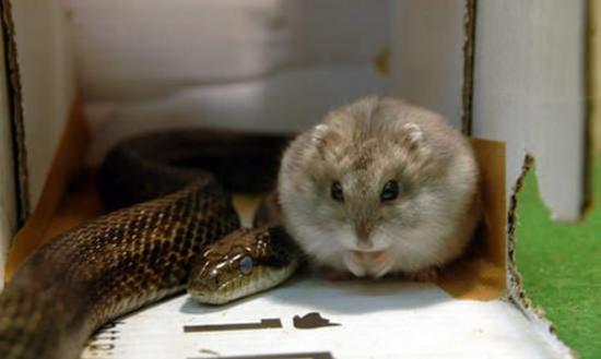 日本动物园小蛇拒食仓鼠成了朋友