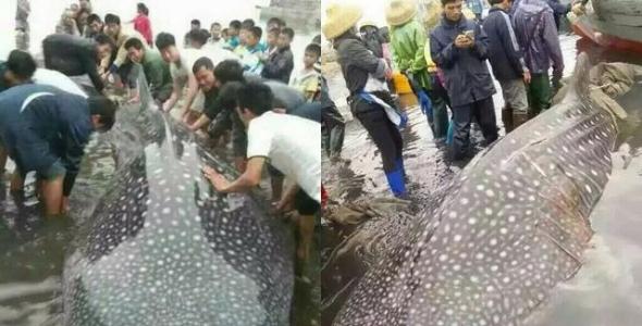 广东徐闻渔民捕获两三千斤鲸鲨后放生