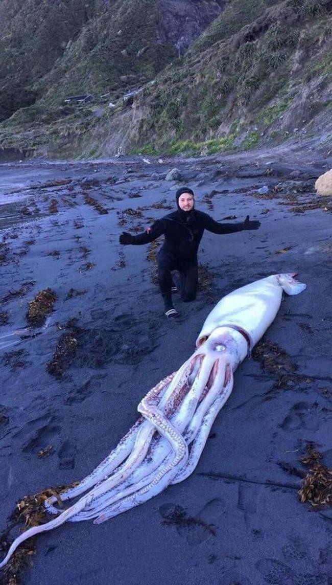 4.2公尺长“大王乌贼”冲上新西兰惠灵顿海滩