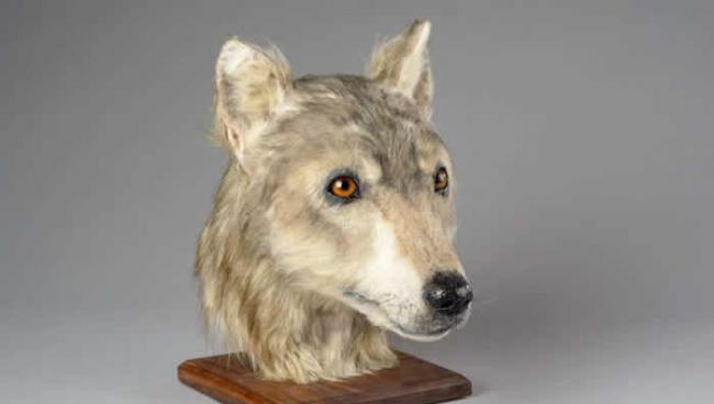 苏格兰利用面部修复技术展示近五千年前狗的模样