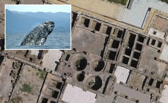 研究人员推论古罗马人曾在地中海大肆捕杀在沿岸繁殖的鲸鱼，导致鲸鱼在地中海彻底绝迹。