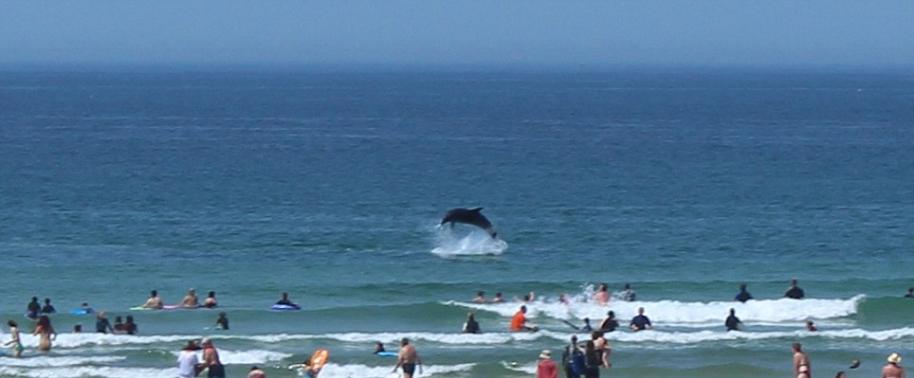 英国康沃尔海滩3条海豚近距离表演“翻腾跳跃” 泳客感动落泪